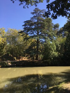 Un arbre absolument immense